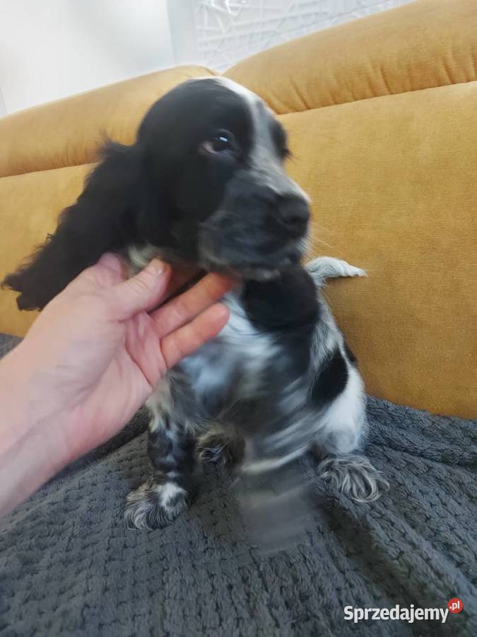 Cocker spaniel angielski wielkopolskie sprzedam