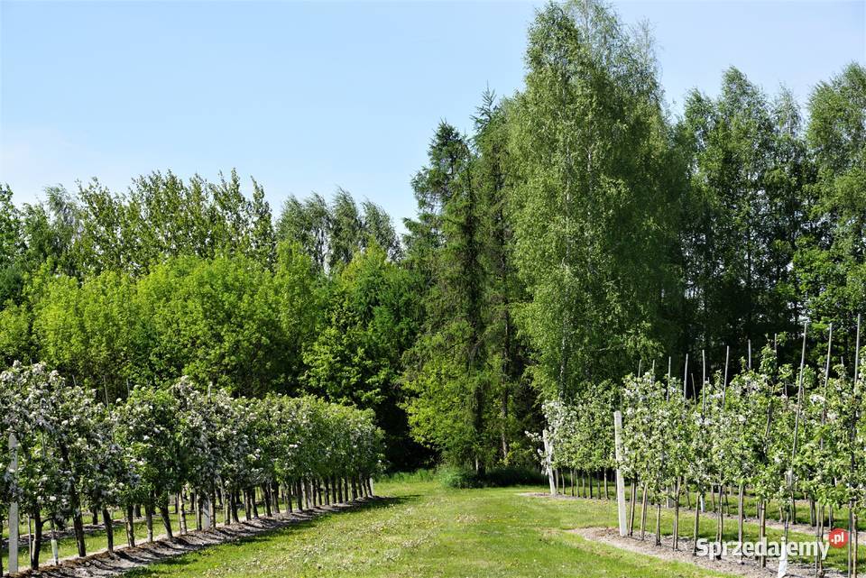Dom i sady DK19Via Carpatia2 Lubartowa Wincentów