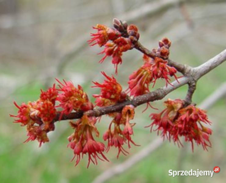 KLON CZERWONY Acer rubrum NASIONA 2000 sztuk kujawsko-pomorskie Lubanie