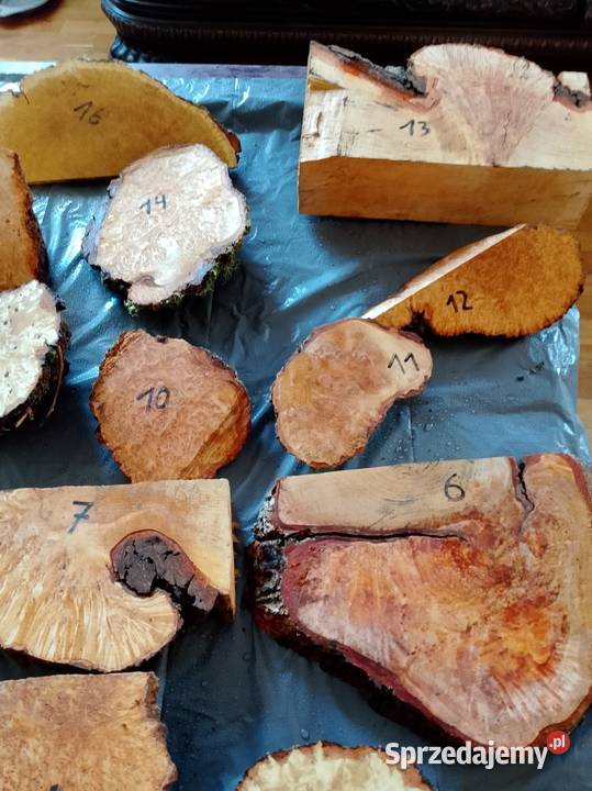 Czeczot topola klon akacja kasztan Nowy Tomyśl