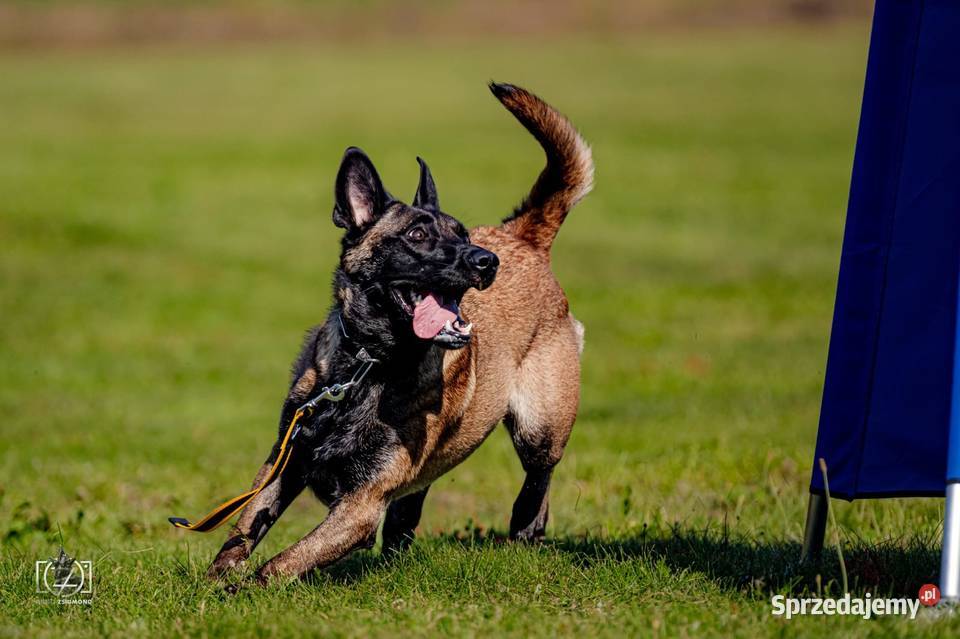 Owczarek Belgijski Malinois FCIZKWP opolskie Lubnów sprzedam