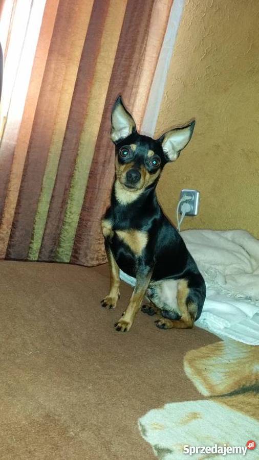 Oddam ratlerka miniaturkę reproduktora wielkopolskie Przedecz