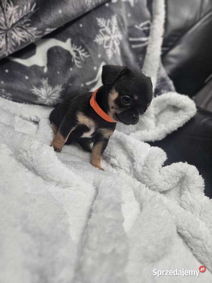 Dziewczynka chihuahua Chihuahua Wrocław