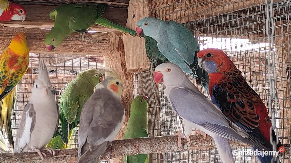 Papugi Rozelle gorskie baranandy Bełchatów