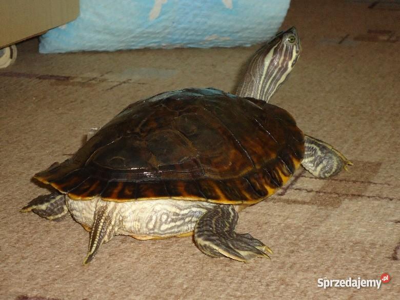 ŻÓŁW wodnolądowy 21