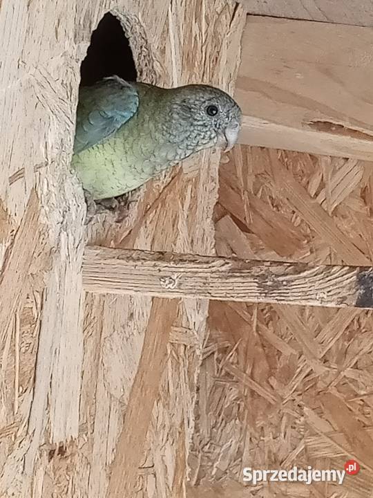 Sprzedam papugi Świergoty i Modrolotki kozy mazowieckie Nowa Bukówka