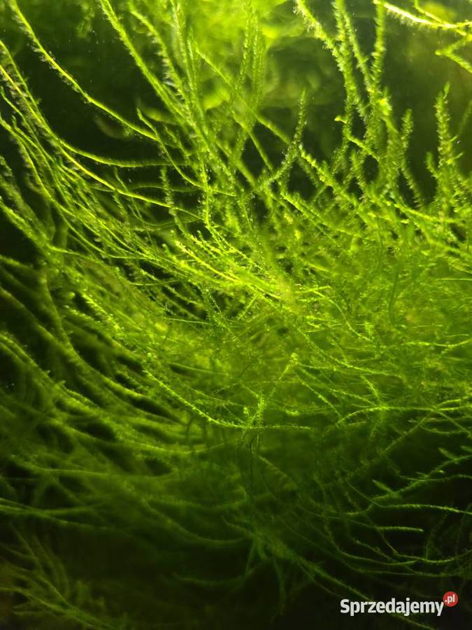 Mech do akwarium Szczecin sprzedam