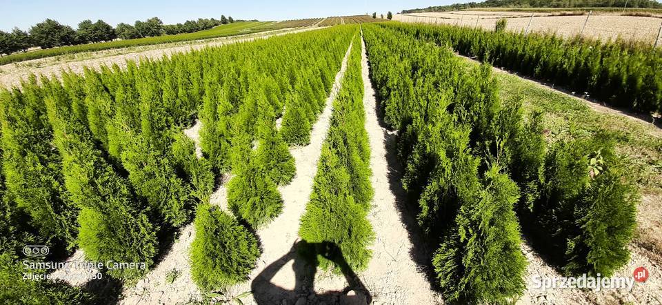 Tuja szmaragd 120 130 2023 12 lubelskie Bychawa sprzedam