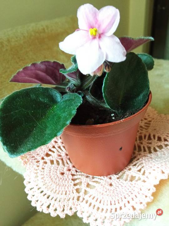 Skrętniki piękne kwiaty Białystok