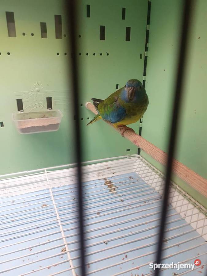 Łąkówki wspaniałe I lilianki wielkopolskie Kalisz