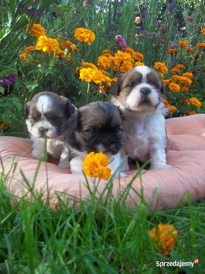 Pieski Shihtzu Grudziądz
