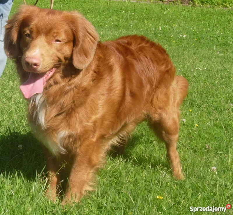 Toller retriever sale cena