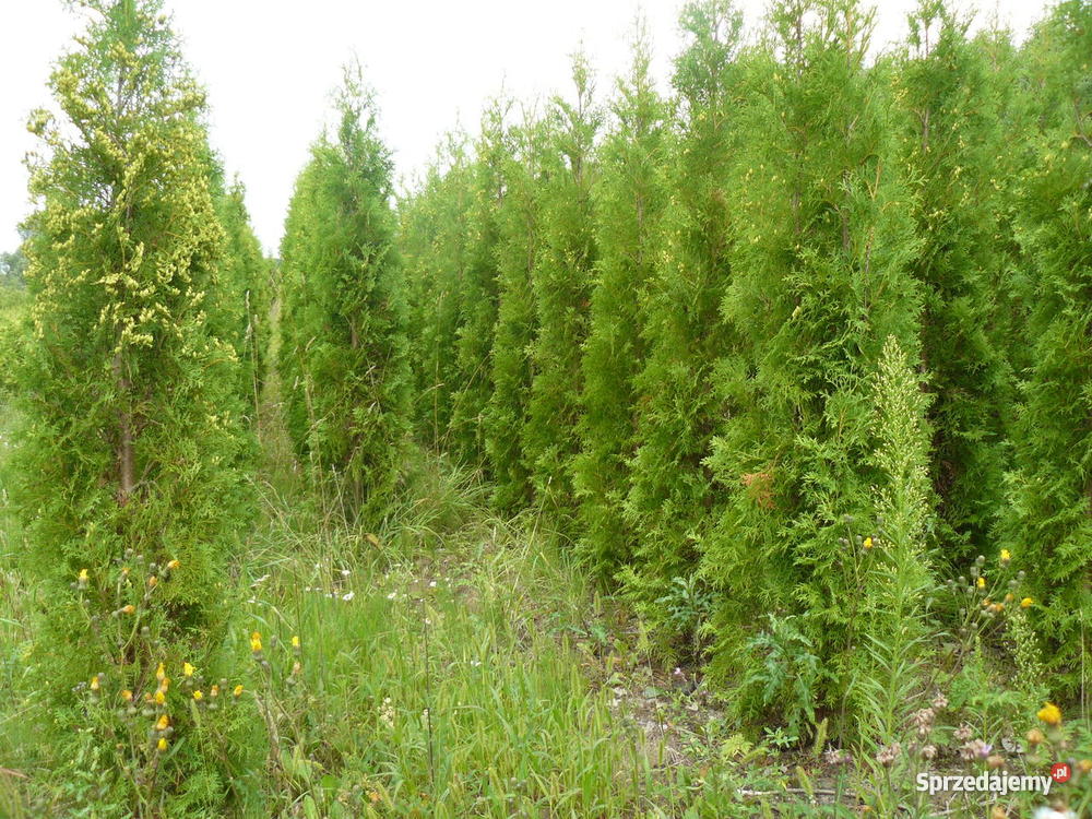 Tuja Malonyana sadzonki z gruntu o wysokości ok podlaskie sprzedam
