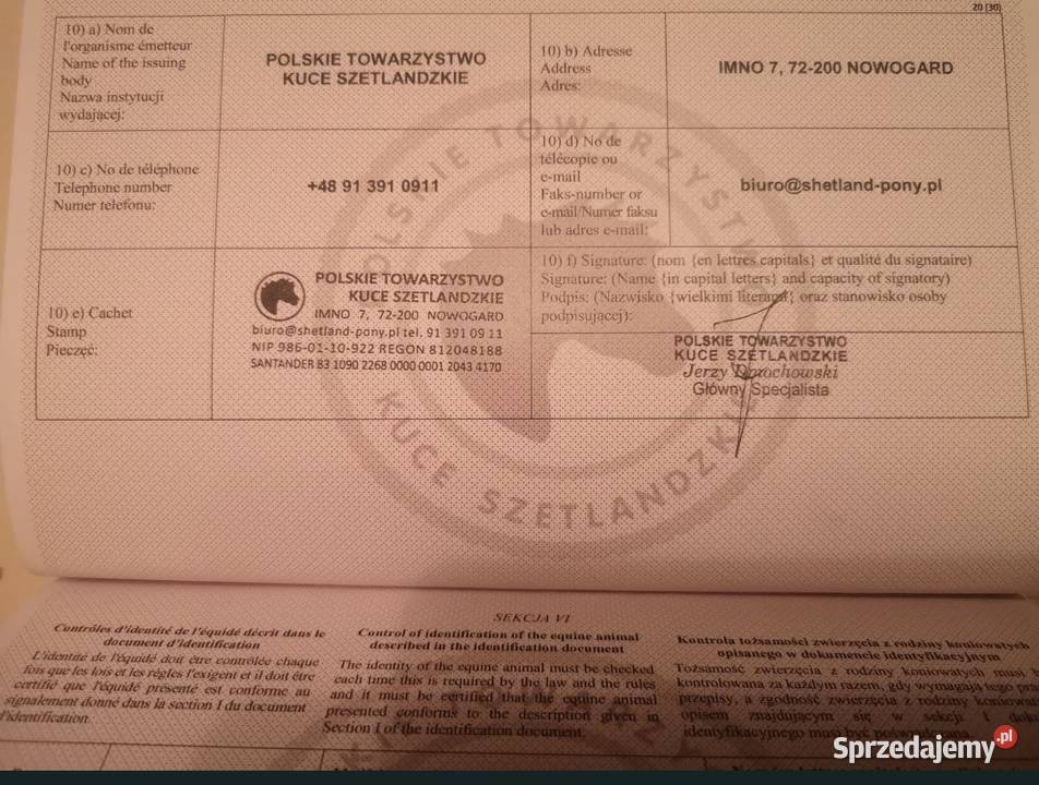 Klacz kuc szetlandzką z rodowodem