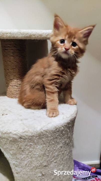 Maine Coon