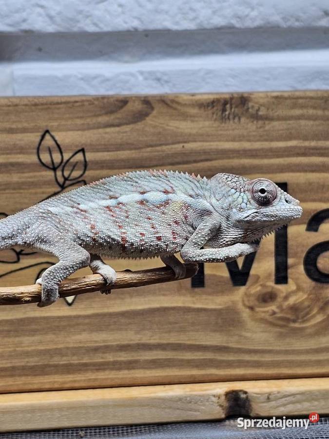 Kameleon lamparci Gady i płazy Kraków