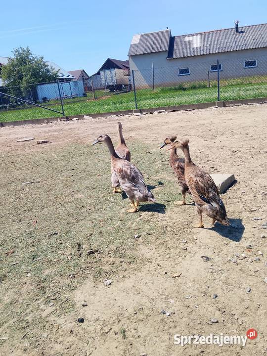 Biegus indyjski kaczor