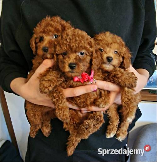 Pudel Pudelki red Częstochowa