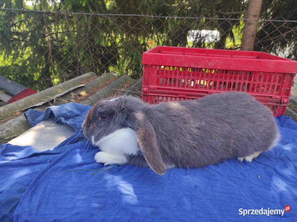 Króliki barany Francuskie Niebieskie Kozubszczyzna