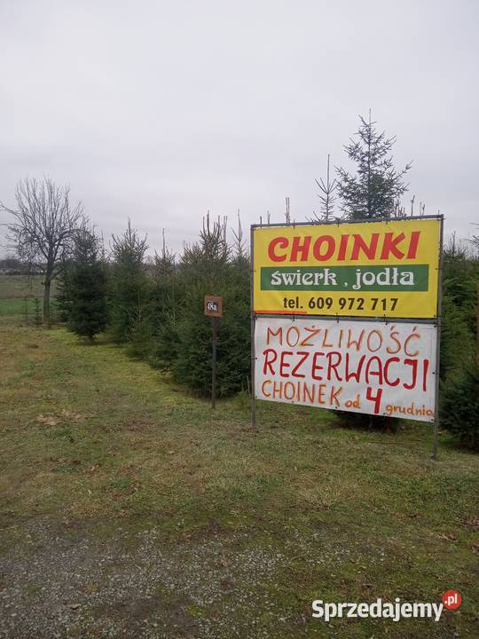 Choinki Świąteczne z plantacji lubelskie
