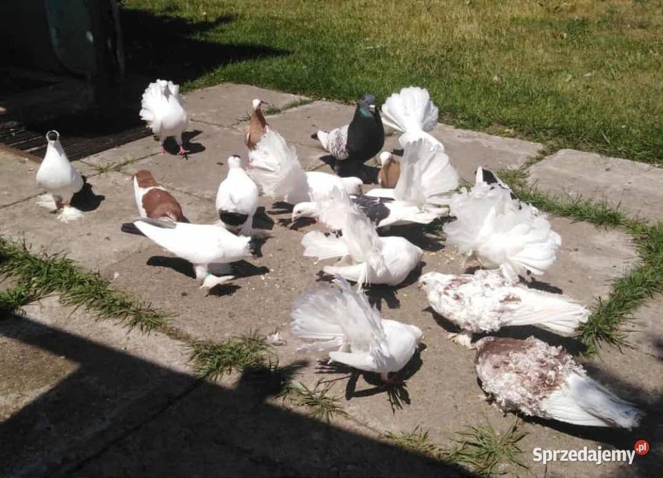 Gołębie Ozdobne śląskie Blachownia