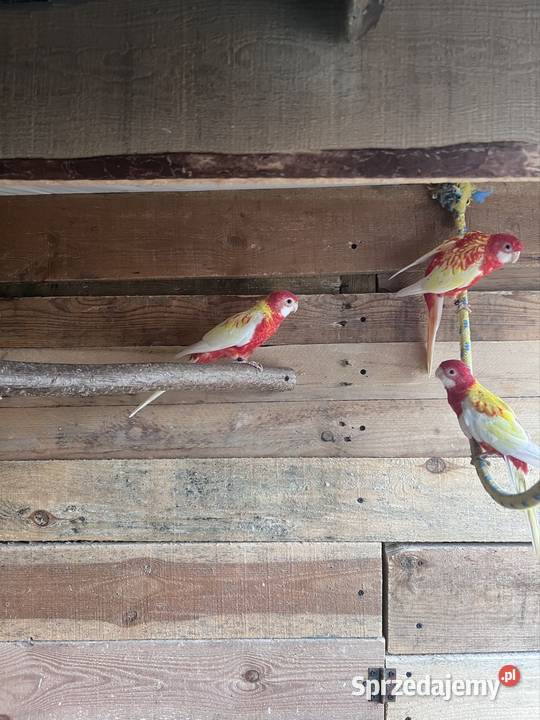 Papugi Zwierzęta Stobno Siódme