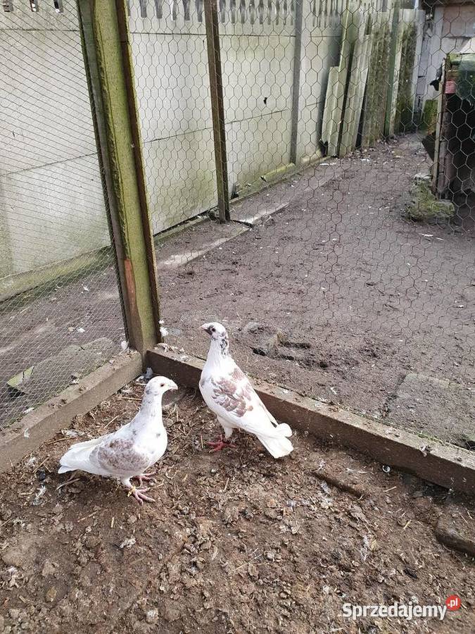 Rzeszowskie zamienię sprzedam Radomsko sprzedam