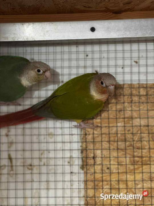 Rudosterka zielonolica Gliwice