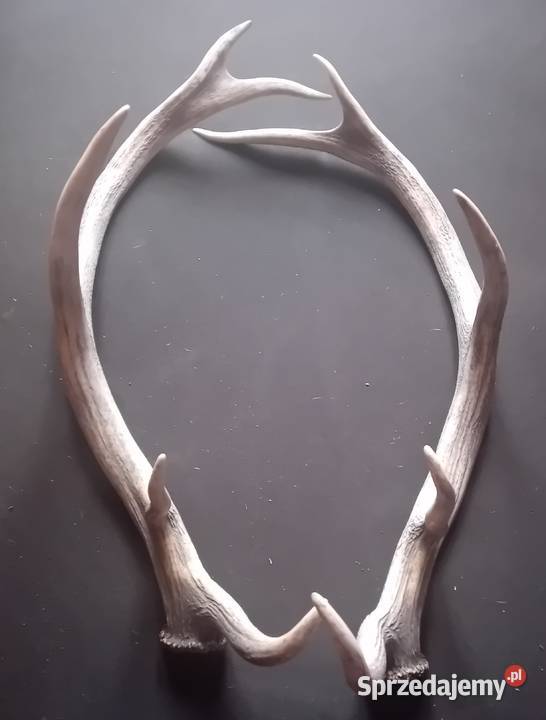 Poroże jelenia zrzuty wielkopolskie Koźminek