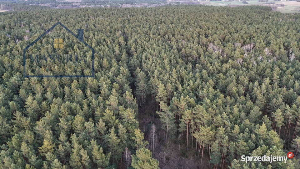 Działka w lesie polana leśna kujawsko-pomorskie Łapinóż