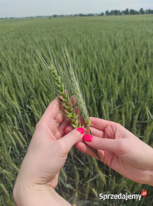 Pszenica ozima KWS Fenomen oścista zaprawa