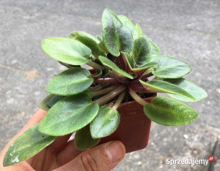 Fiołek Saintpaulia Dangerous 4 miniatura Kraków