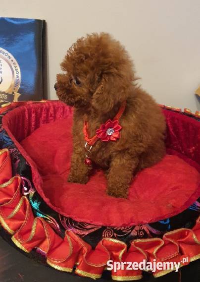Pudel Toypudelek red śliczna suczka śląskie Częstochowa