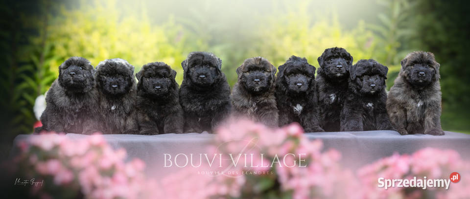Bouvier des Flandres szczenięta Cuple