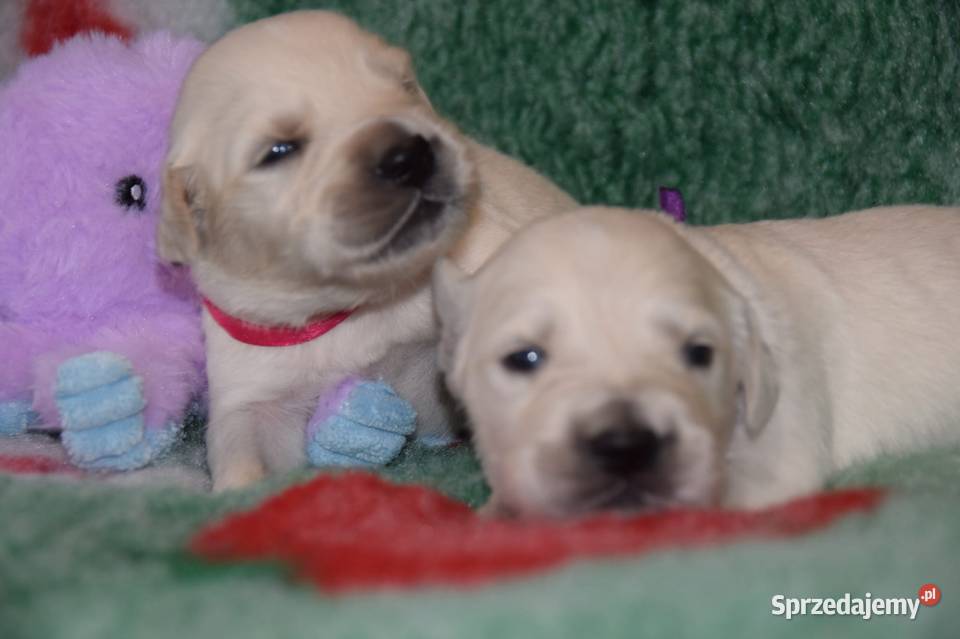 Golden Retriever szczenięta Zkwp fci mazowieckie Łochów