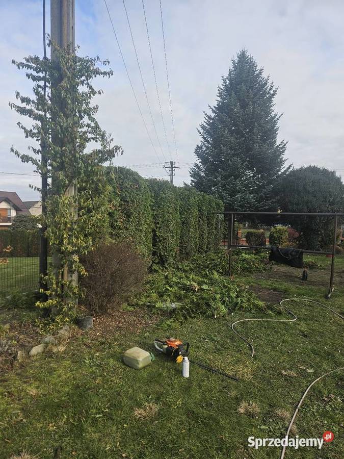 Wycinka drzew Przycinanie Krzewów Pielęgnacja Wieliczka