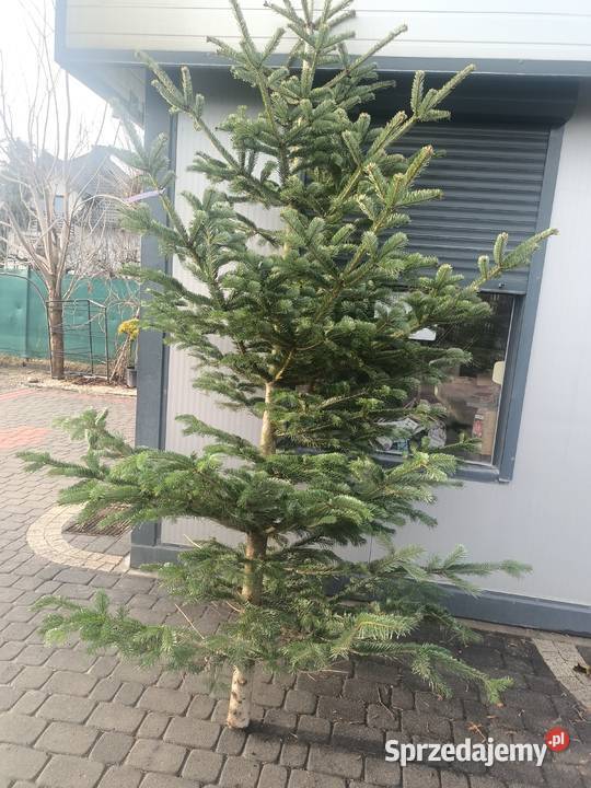 Sprzedaz choinek zapraszamy 570597166 Chrząchów