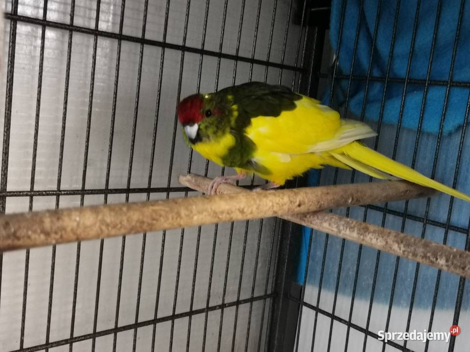 Papugi kozie modrolotki para Ptaki