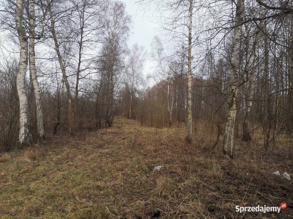 Działka zadrzewiona zakrzewiona leśna Chobielin