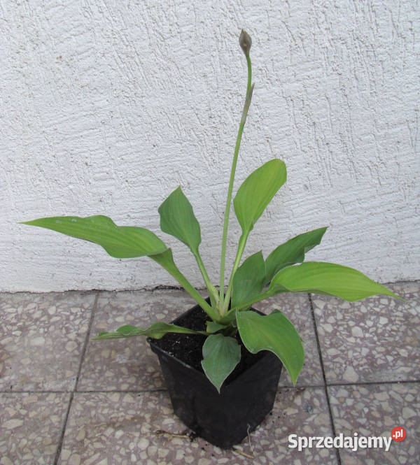 FUNKIA fortunei Aureomaculata sadzonki w kujawsko-pomorskie Ustronie sprzedam