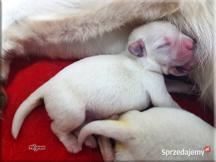 Labrador żółtebiszkoptowe szczenięta ZKWP FCI Chynów sprzedam