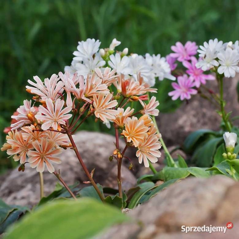 Lewizja liścieniowa Elise Opole sprzedam