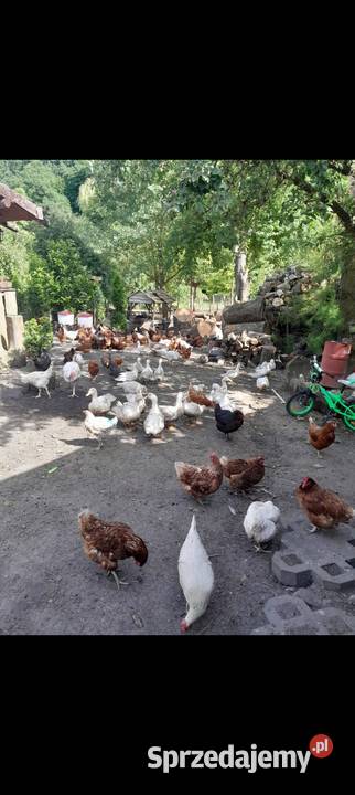 Jaja wiejskie kury kaczki na rosół Dybawka sprzedam