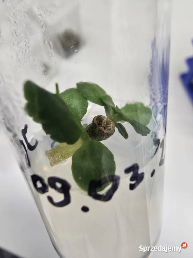 Korepetycje do Matury 2027 z biologii i chemii Chwaszczyno