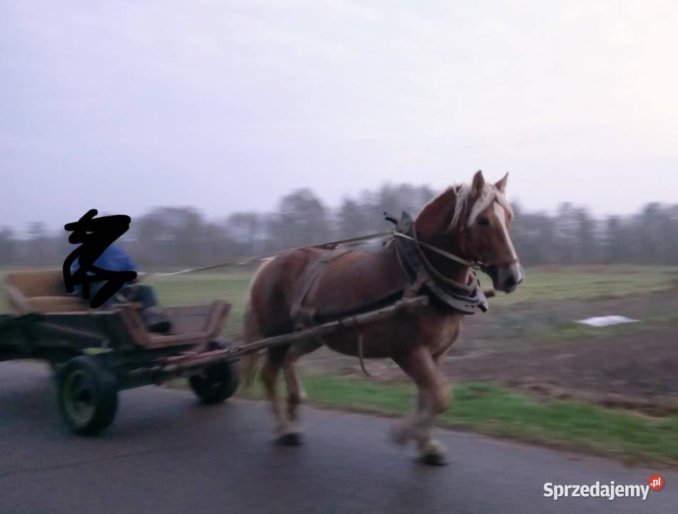 Klacz zimnokrwista Siemień