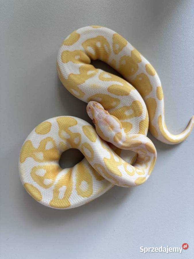 Pyton królewski albino lubelskie Krasnystaw sprzedam