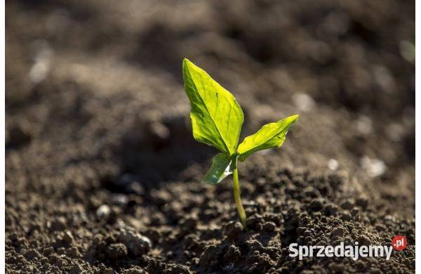 Ziemia Humus Siana Przesiana Ogrodowa podłoże Balice