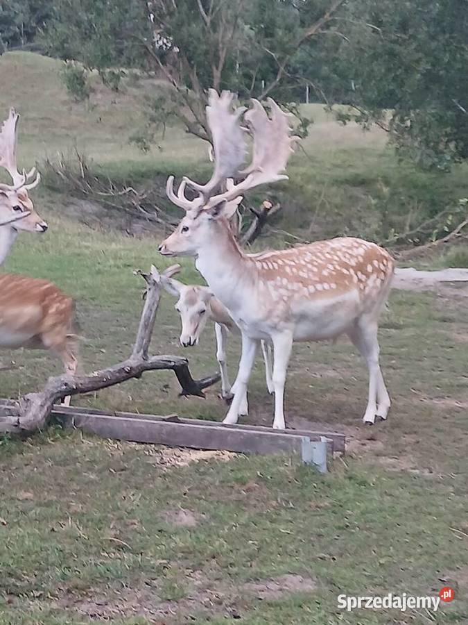 Daniele z hodowli sprzedam zachodniopomorskie sprzedam