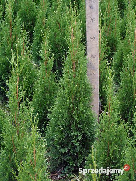 Tuja Smaragd 100110 Kraków Szmaragd juta Wawrzeńczyce