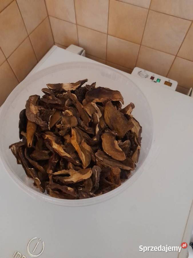 Suszone grzyby tegoroczne Grzyby kujawsko-pomorskie Toruń
